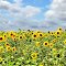 Leuchtend gelbe Sonnenblumen