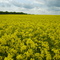 Rapsfeld;   Rapefield;