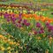 Landesgartenschau Aschersleben 2010