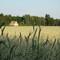 Kornfeld