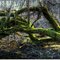 Creepy forest