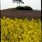 Germany_In the field of rape-seed_P1070242.JPG