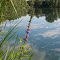 Am Wasser