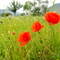 Mohnblüten