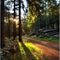 Gegenlicht im Waldweg - by DiBe