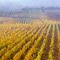 Vines and fog