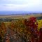 Vine colours