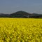 Homberg, am Horizont hinter den Rapsfeldern