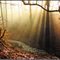 Winter Sunrays