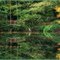Reflecting heron  (Fischteich Uhlwiese, Ober-Liebersbach)