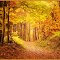 A walk in the autumn forest II