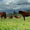Four Horses