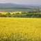 Rapsfeld im Taunus