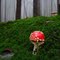Zauberwald – – Magic Forest