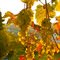 Vitis vinifera © Hermann Hops