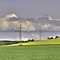 Rapsfeld
