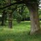 Old Oak