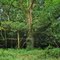 Dying oak