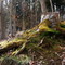 Rotbuche in der Irrscheld
