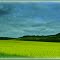 Leuchtendes Rapsfeld
