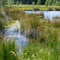 Franzosenwiesen im Burgwald