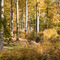 Herbstwald