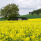 Rapsfeld