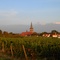 In den Weinbergen von Pfeddersheim