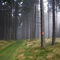 Weg im Nebel
