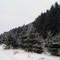 Trees in winter