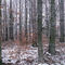 Winterstimmung