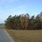 Nadelwald im Herbst
