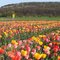 Tulpenfeld an der B 8
