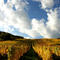 Herbst im Wengert 3