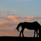 pferd beim sonnenuntergang