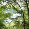 See im Wald