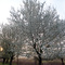 Haßloch - Frühling in der Wehlache