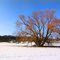 Winter im Neckartal bei Obereisesheim