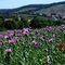 Poppy Field near Erlenbach - The Color Purple