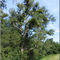 Oppenheim - Tree with mistletoes