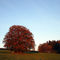 Autumn tree (nature monument= "Naturdenkmal") near Redder