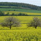 Raps- und Apfelblüte im Taubertal