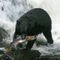 black bear and pink salmon lunch
