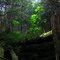 Deep in the rain forest along Connell Lake
