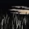 Night Landscaping