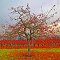 COLORS OF AUTUMN - dedicated for Ferlancor