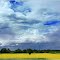Rapsfeld und Regenwolken