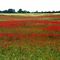 Heiligenhafen - Ostholstein - Mohn auf Wiese & Getreidefeld