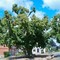 Gerichtslinde von Bordesholm / Old lime tree of Bordesholm (Germany) (DETAILS: SEE COMMENTS)