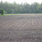 Maisfeld im Frühling